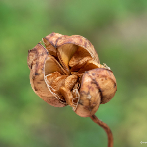 Photographie n°2447911 du taxon Lilium martagon L.