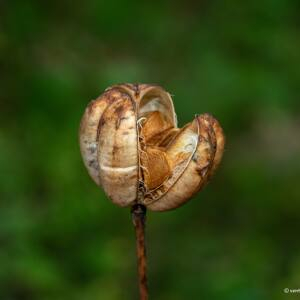 Photographie n°2447912 du taxon Lilium martagon L.