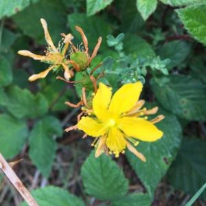 Photographie n°2447925 du taxon Hypericum perforatum L.