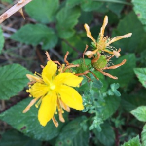 Photographie n°2447927 du taxon Hypericum perforatum L.