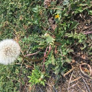 Photographie n°2447929 du taxon Taraxacum div. Sp.