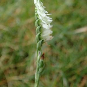 Photographie n°2447946 du taxon Spiranthes spiralis K.Koch [1849]