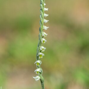 Photographie n°2447995 du taxon Spiranthes spiralis (L.) Chevall. [1827]