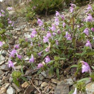 Photographie n°2448038 du taxon Galeopsis angustifolia Ehrh. ex Hoffm. [1804]