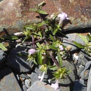 Photographie n°2448040 du taxon Galeopsis angustifolia Ehrh. ex Hoffm. [1804]