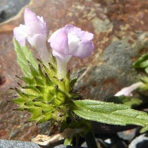 Photographie n°2448041 du taxon Galeopsis angustifolia Ehrh. ex Hoffm. [1804]