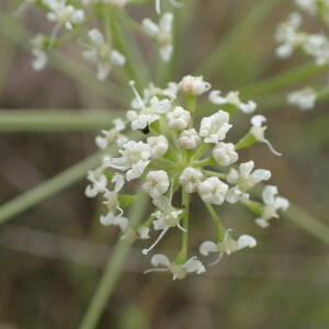 Photographie n°2448070 du taxon Cervaria rivini Gaertn.