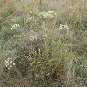 Photographie n°2448075 du taxon Cervaria rivini Gaertn.