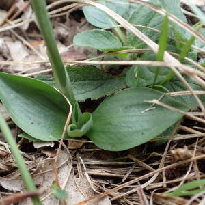 Photographie n°2448079 du taxon Spiranthes spiralis (L.) Chevall.