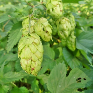 Humulus volubilis Salisb. (Houblon)