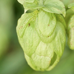 Photographie n°2448093 du taxon Humulus lupulus L.