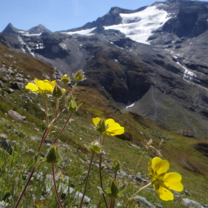 Photographie n°2448099 du taxon Potentilla grandiflora L. [1753]