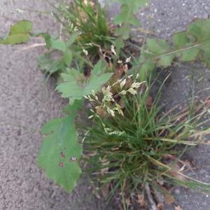 Photographie n°2448128 du taxon Taraxacum div. Sp.