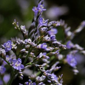  - Limonium vulgare Mill. [1768]