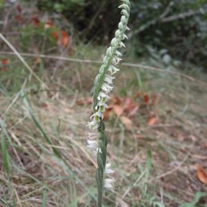 Photographie n°2448209 du taxon Spiranthes spiralis (L.) Chevall.