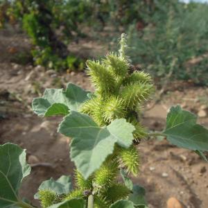 Photographie n°2448216 du taxon Xanthium orientale subsp. italicum (Moretti) Greuter