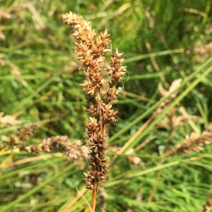 Photographie n°2448233 du taxon Carex paniculata L. [1755]