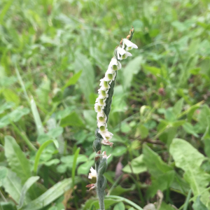 Photographie n°2448240 du taxon Spiranthes spiralis (L.) Chevall. [1827]