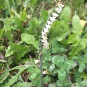 Photographie n°2448241 du taxon Spiranthes spiralis (L.) Chevall. [1827]