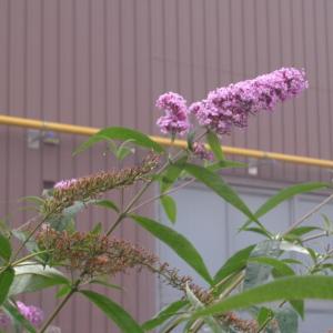 Photographie n°2448246 du taxon Buddleja davidii Franch.