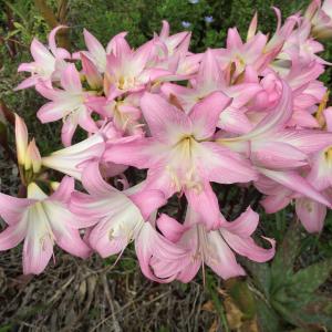 Photographie n°2448254 du taxon Amaryllis belladonna L. [1753]