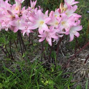  - Amaryllis belladonna L. [1753]