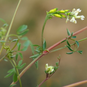 Photographie n°2448264 du taxon Ceratocapnos claviculata (L.) Lidén