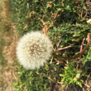 Photographie n°2448332 du taxon Taraxacum div. Sp.