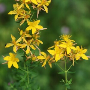 Photographie n°2448334 du taxon Hypericum perforatum L.
