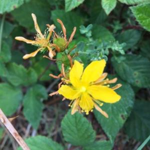 Photographie n°2448335 du taxon Hypericum perforatum L.