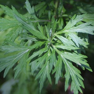 Photographie n°2448337 du taxon Artemisia vulgaris L.