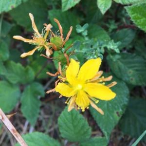 Photographie n°2448339 du taxon Hypericum perforatum L.