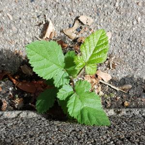 Photographie n°2448350 du taxon Rubus  div. sp.