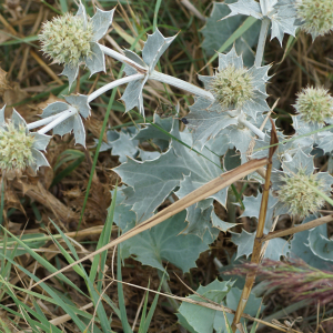 Photographie n°2448363 du taxon Eryngium maritimum L. [1753]