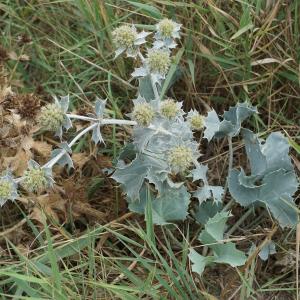 Photographie n°2448364 du taxon Eryngium maritimum L. [1753]