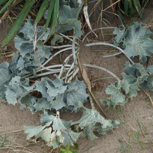 Photographie n°2448370 du taxon Eryngium maritimum L. [1753]