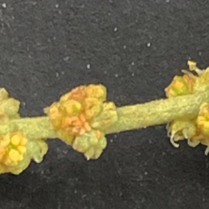 Chenopodium portulacoides (L.) Thunb. (Arroche faux pourpier)