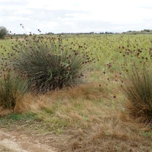 Photographie n°2448384 du taxon Juncus acutus L. [1753]