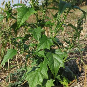 Photographie n°2448472 du taxon Chenopodiastrum hybridum (L.) S.Fuentes, Uotila & Borsch [2012]