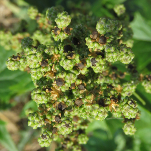 Photographie n°2448473 du taxon Chenopodiastrum hybridum (L.) S.Fuentes, Uotila & Borsch [2012]