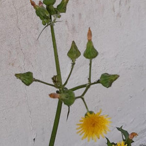 Photographie n°2448477 du taxon Sonchus oleraceus L.