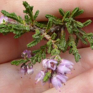 Photographie n°2448505 du taxon Calluna vulgaris (L.) Hull