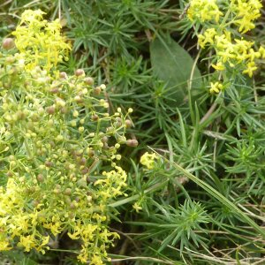 Photographie n°2448509 du taxon Galium verum L.