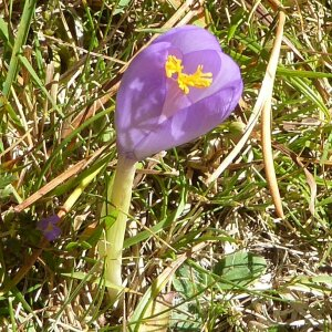 Photographie n°2448571 du taxon Crocus nudiflorus Sm. [1798]