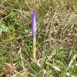 Photographie n°2448573 du taxon Crocus nudiflorus Sm. [1798]