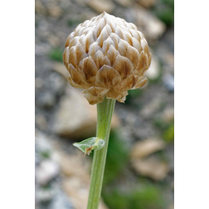 Rhaponticum heleniifolium Godr. & Gren. subsp. heleniifolium (Rhapontique à feuilles d'aunée)