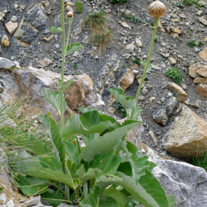 Photographie n°2448597 du taxon Rhaponticum heleniifolium subsp. heleniifolium