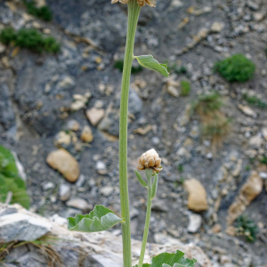Photographie n°2448598 du taxon Rhaponticum heleniifolium subsp. heleniifolium