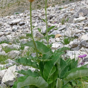  - Rhaponticum heleniifolium subsp. heleniifolium