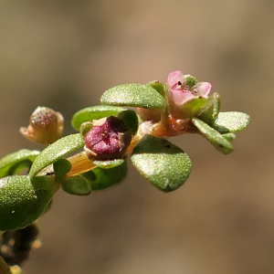 Photographie n°2448612 du taxon Elatine hexandra (Lapierre) DC. [1808]